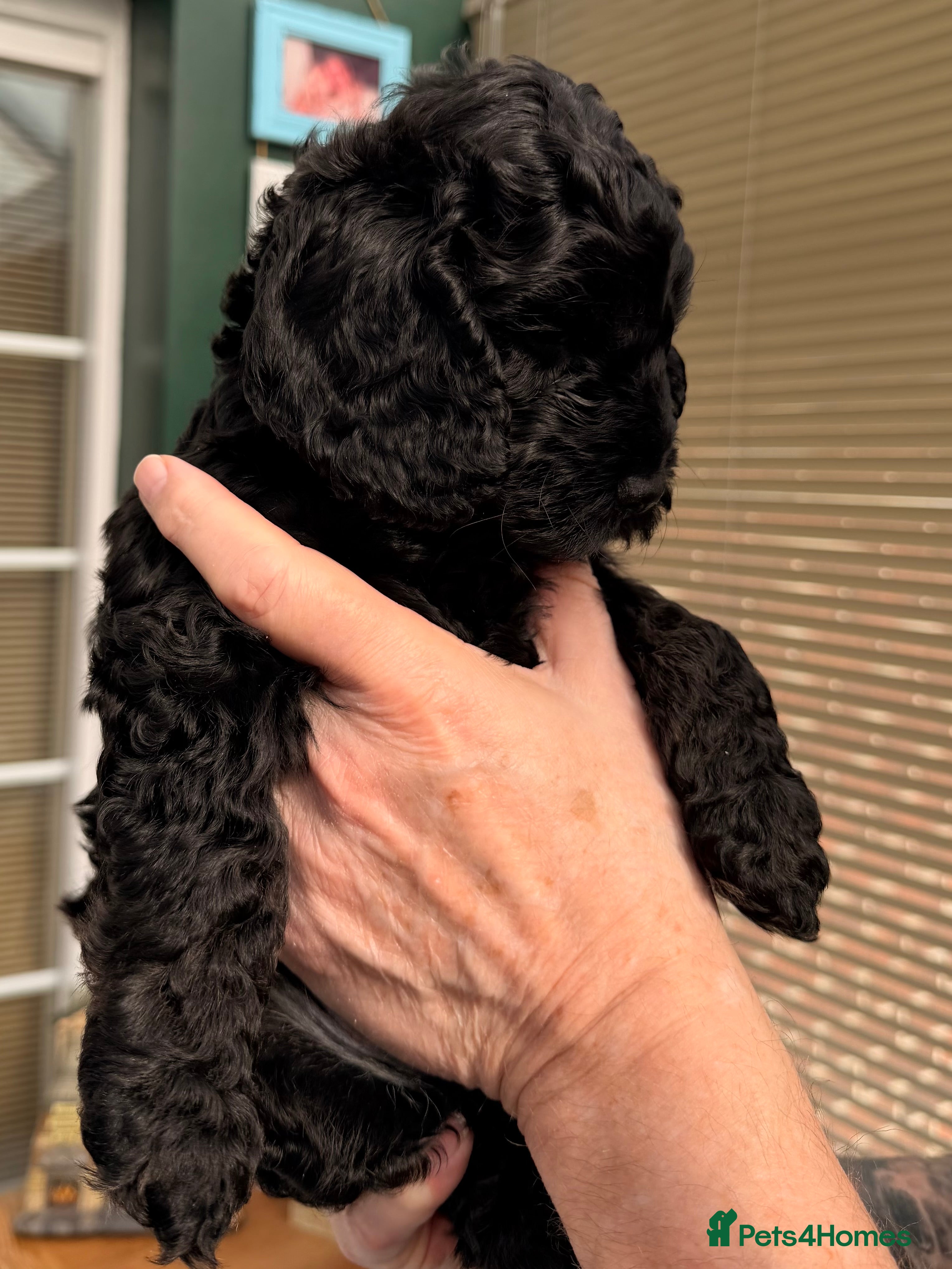 Cockapoo dogs F1 Cockapoo Puppies - Advert 4