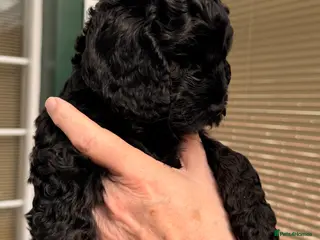 Cockapoo dogs F1 Cockapoo Puppies - Advert 4