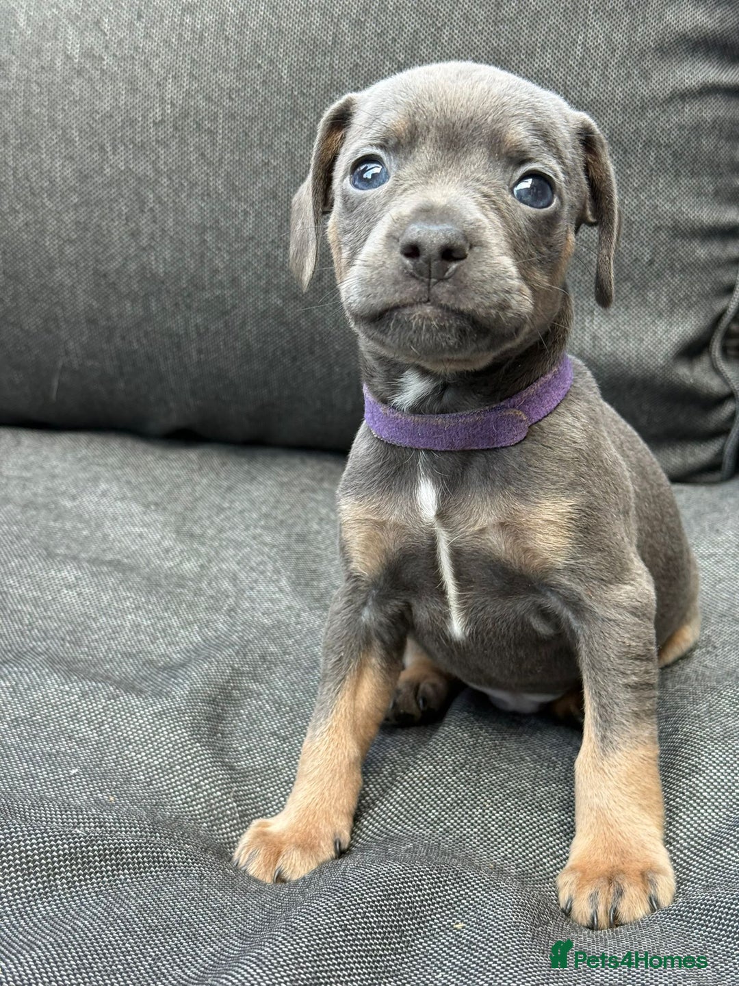 Mixed Breed dogs for sale: ONE LEFT REDUCED French wieners-Frenchie/dashhound - Image 20