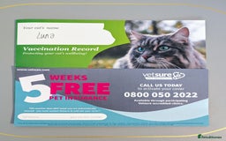 Russian Blue cats for sale: 3 Month Old Kitten Looking 4 a Loving Forever Home - Advert 13