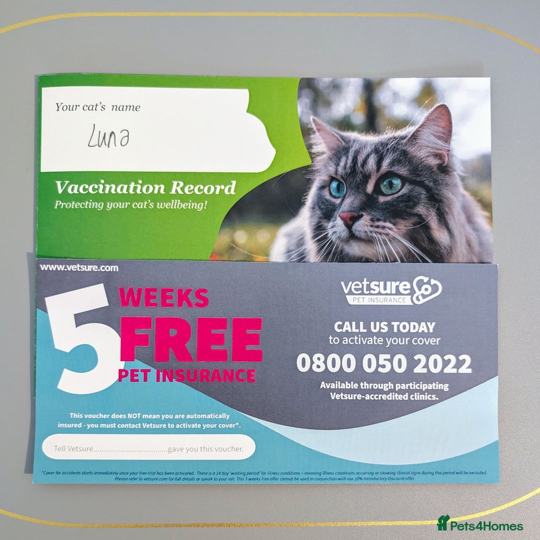 Russian Blue cats for sale: 3 Month Old Kitten Looking 4 a Loving Forever Home - Advert 13