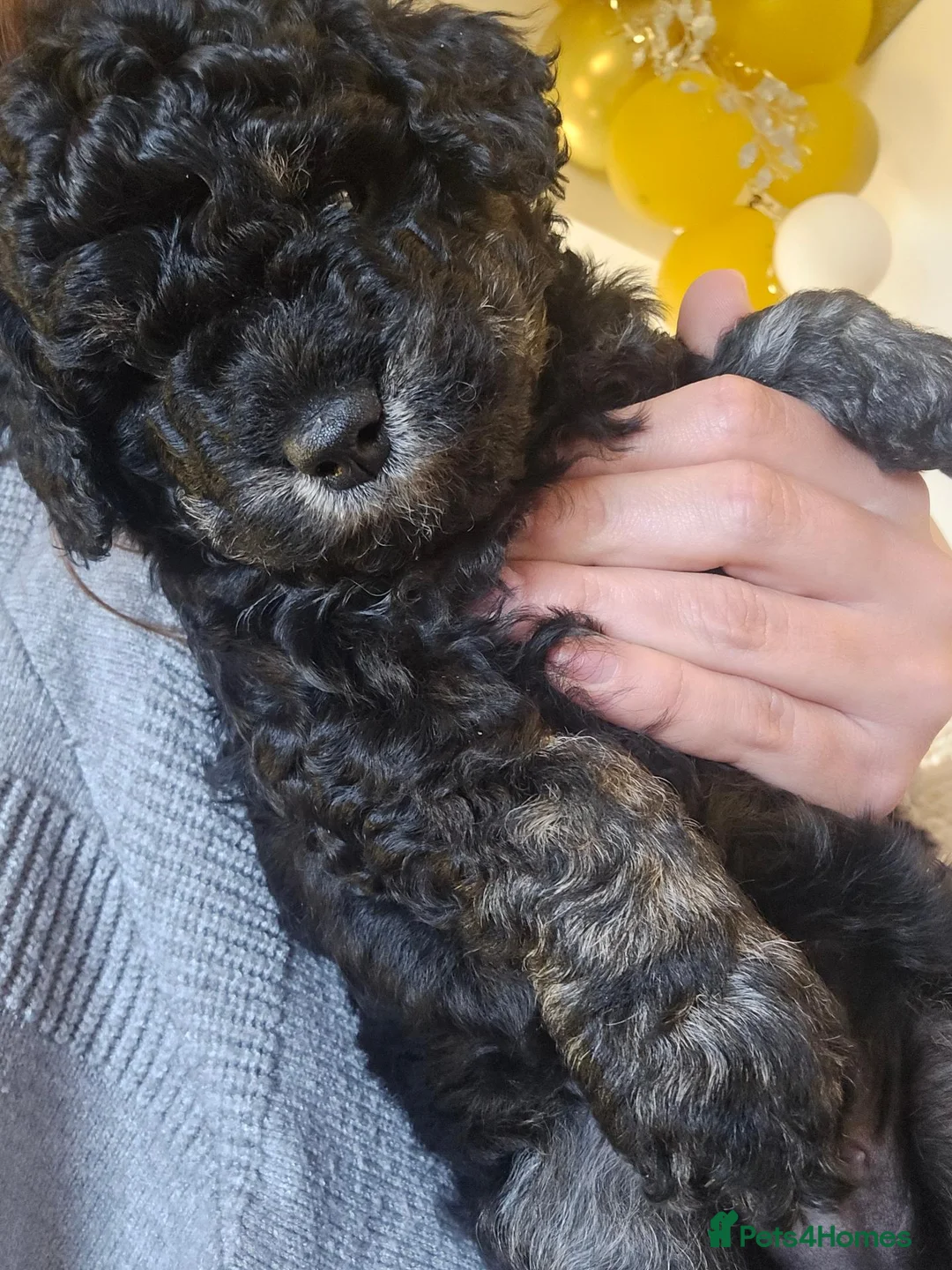Bernedoodle dogs for sale: Mini Bernedoodles  - Advert 12