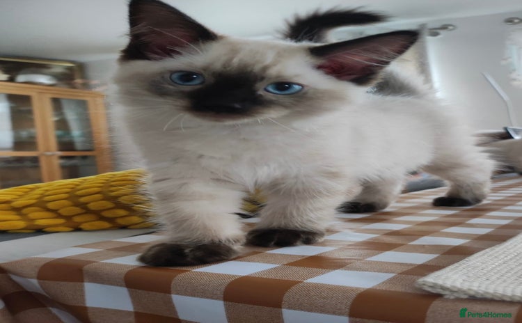 Ragdoll cats - Advert 9