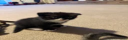 Mixed Breed cats for sale: 3 male kittens for sale  in Evesham - Advert 22