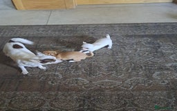 Chihuahua dogs for sale: 4 beautiful Chihuahua pups - Image 4