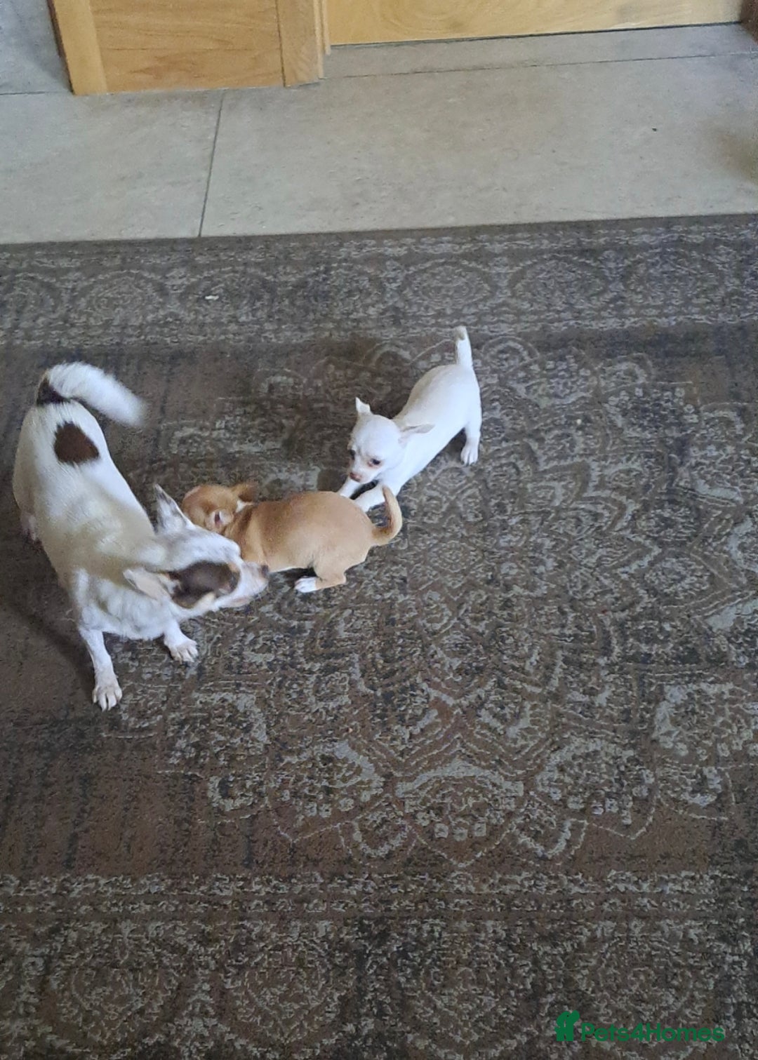 Chihuahua dogs for sale: 4 beautiful Chihuahua pups - Image 4