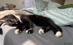 Mixed Breed cats for sale: Boy kitten  - Image 2