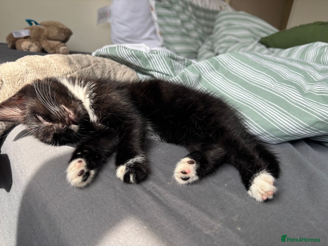 Mixed Breed cats for sale: Boy kitten  - Image 2