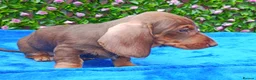 Dachshund dogs for sale: READY MINI WIRE DAXI KC REG LAFORA CLEAR - Advert 11