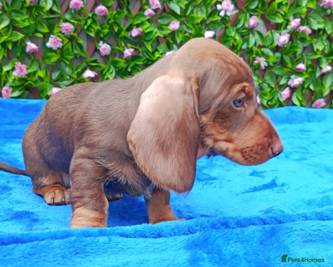 Dachshund dogs for sale: READY MINI WIRE DAXI KC REG LAFORA CLEAR - Advert 11