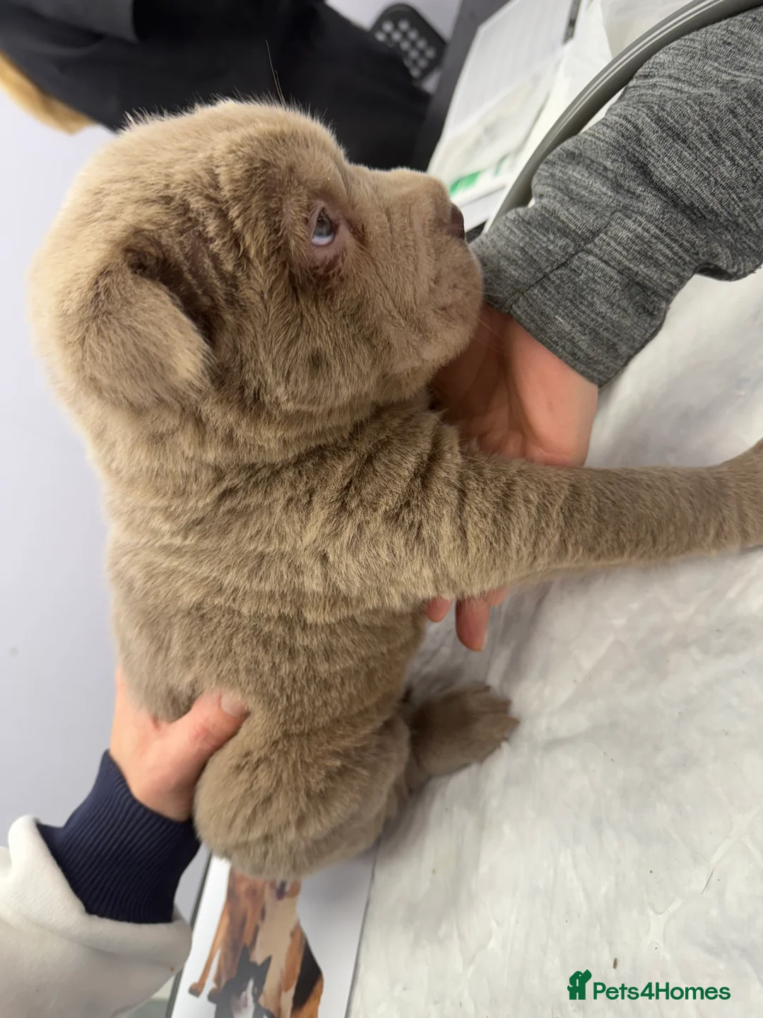 Shar Pei dogs for sale: Tan point bear and brush coat puppies - Advert 15