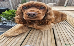 Cocker Spaniel dogs for stud: GOLDEN SHOW COCKER SPANIEL FOR STUD  in Stoke-on-Trent - Image 2