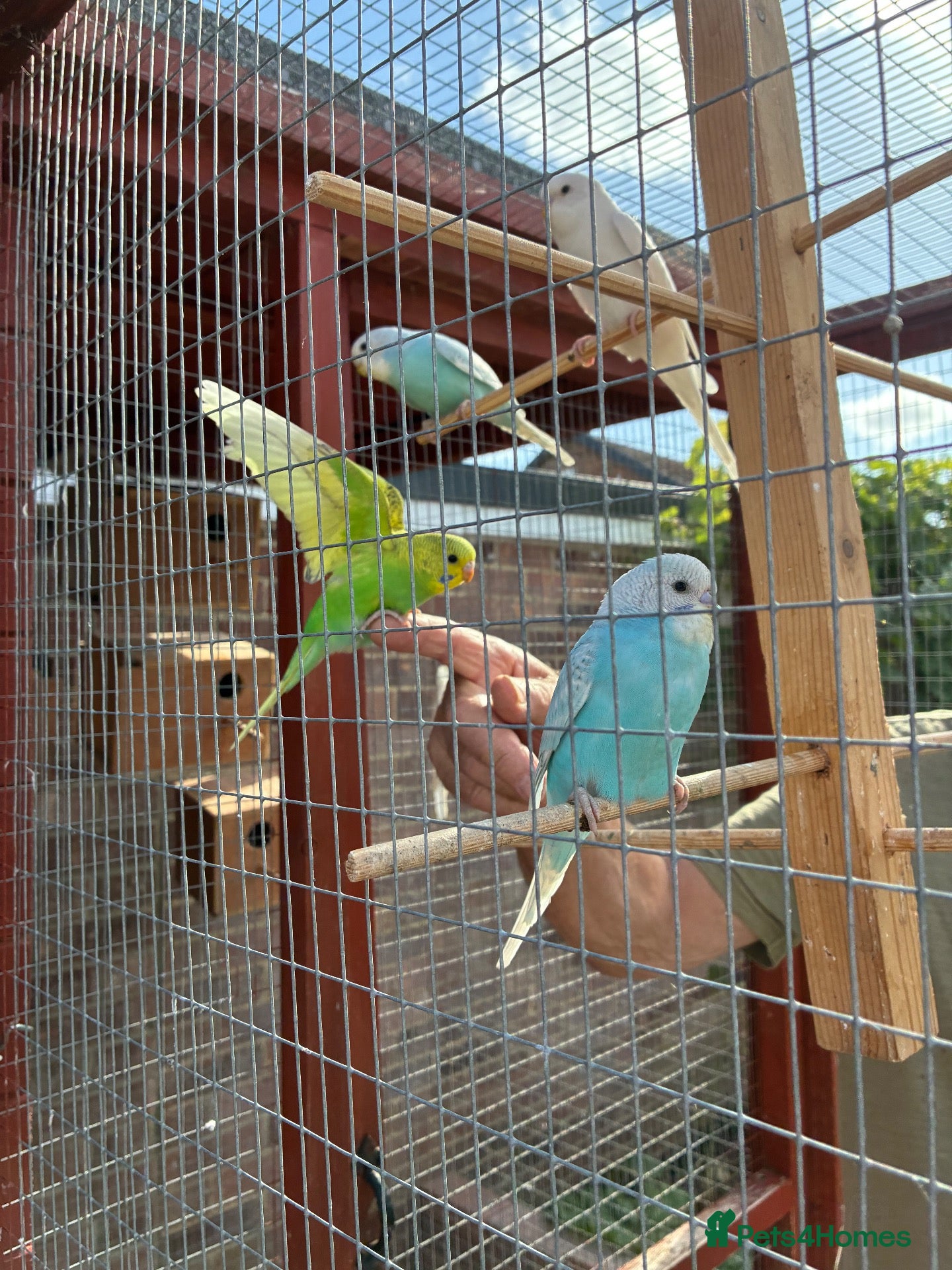 Budgerigars birds Finger tame baby budgies  - Advert 2