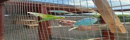 Budgerigars birds for sale: Finger tame baby budgies  - Advert 1