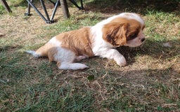 Cavalier King Charles Spaniel dogs for sale: Beautiful Blenheim puppies  - Image 14