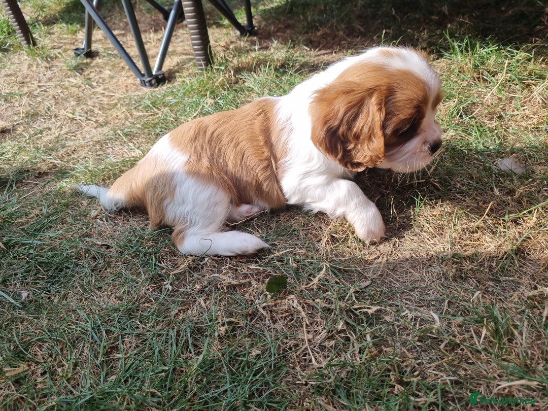 Cavalier King Charles Spaniel dogs for sale: Beautiful Blenheim puppies  - Image 14