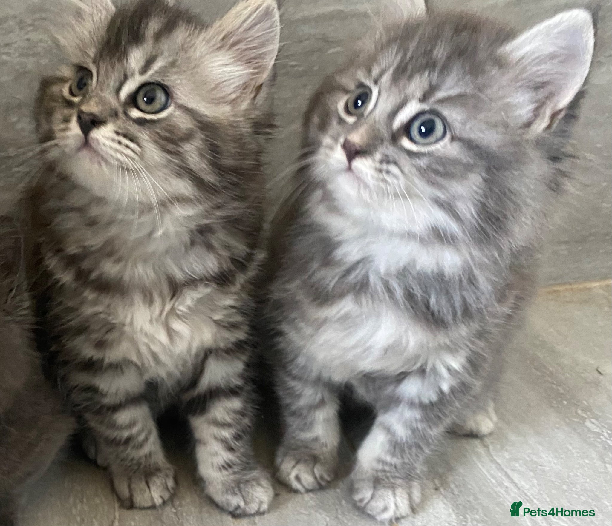 Mixed Breed cats Beautiful kittens available  - Advert 5