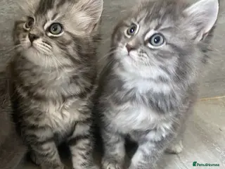 Mixed Breed cats Beautiful kittens available - Advert 2