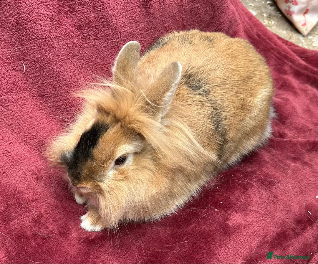 Netherland Dwarf rabbits for sale: 🌟Beautiful bunnies for sale 🌟 - Advert 4