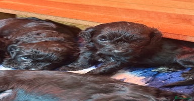 Sproodle dogs Stunning Sproodles  - Advert 5