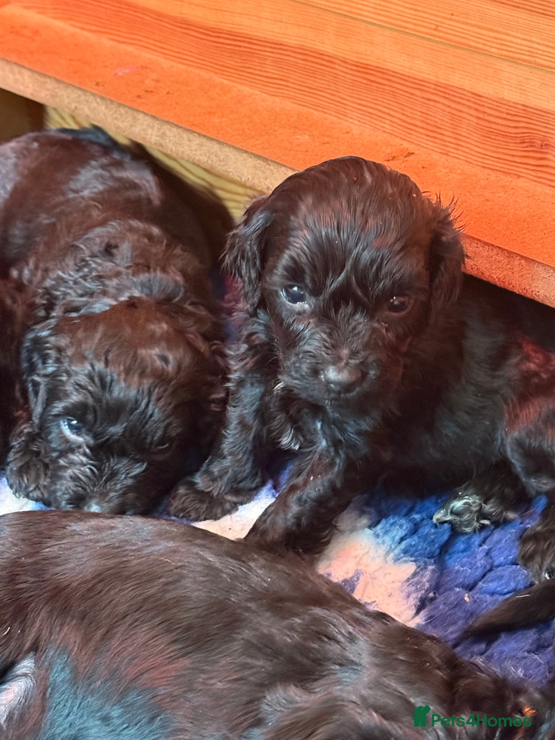 Sproodle dogs for sale: Stunning Sproodles  - Advert 3