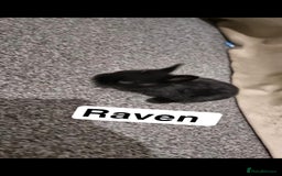 Lionhead rabbits for sale: Set of 3 baby bunnies - Image 3