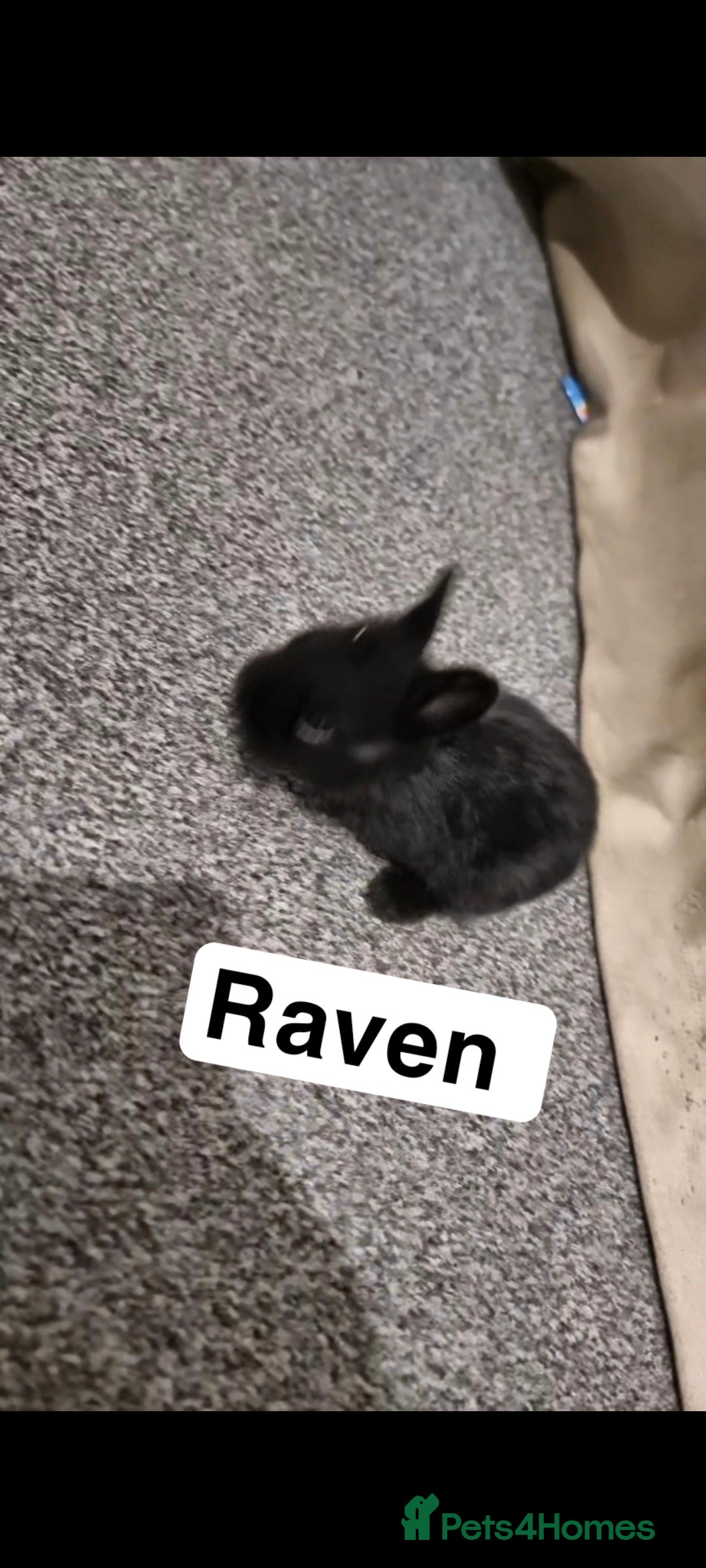 Lionhead rabbits for sale: Set of 3 baby bunnies - Image 3