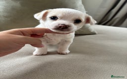 Chorkie dogs for sale: Beautiful chorkie boy.  - Image 6
