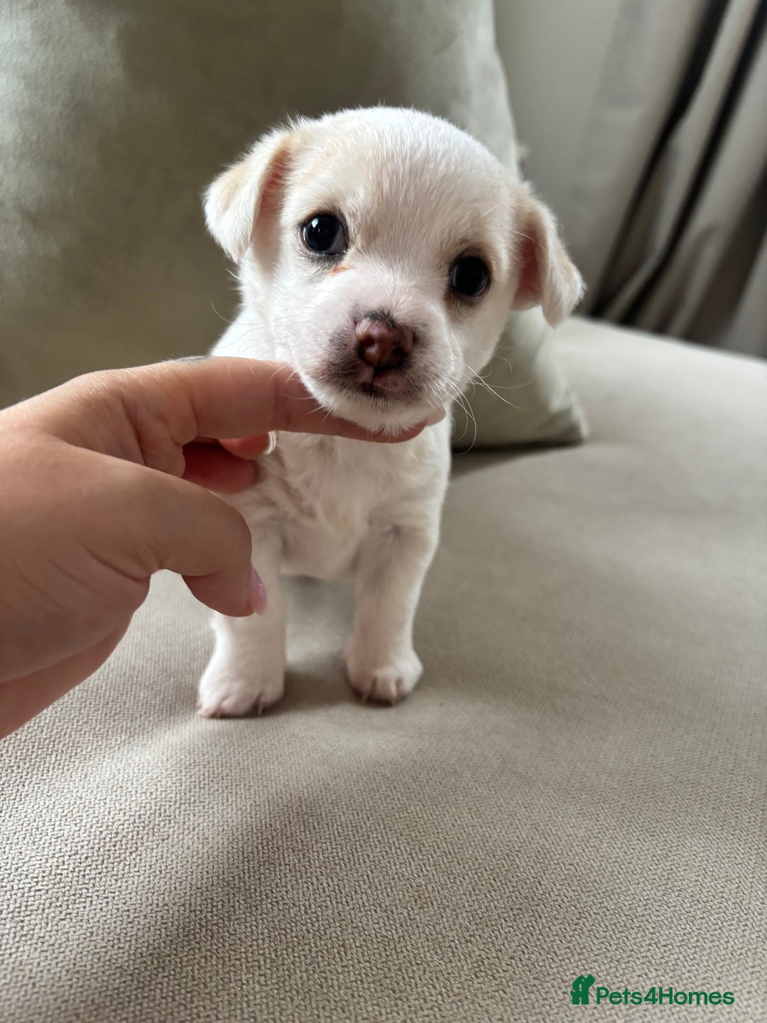 Chorkie dogs for sale: Beautiful chorkie boy.  - Image 6