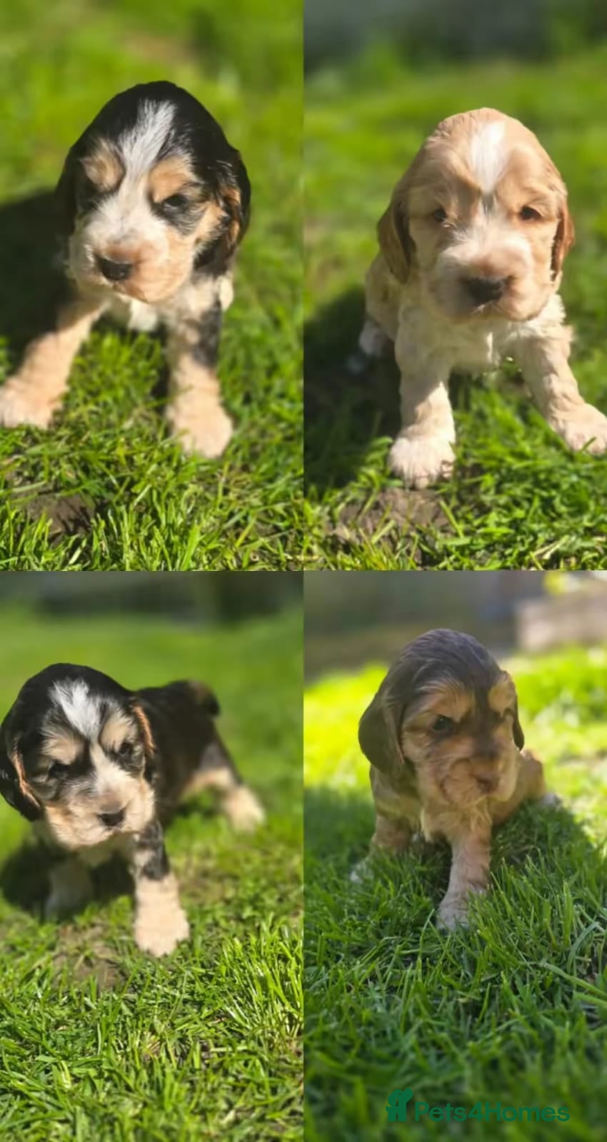 Cocker Spaniel dogs Stunning Sable Cocker Spaniel Puppies for sale.  - Advert 1