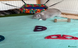 Mini Lop rabbits for sale: 3 x Mini Lops for sale - Image 2