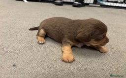 Mixed Breed dogs for sale: Cockapoochi Puppies - Image 4