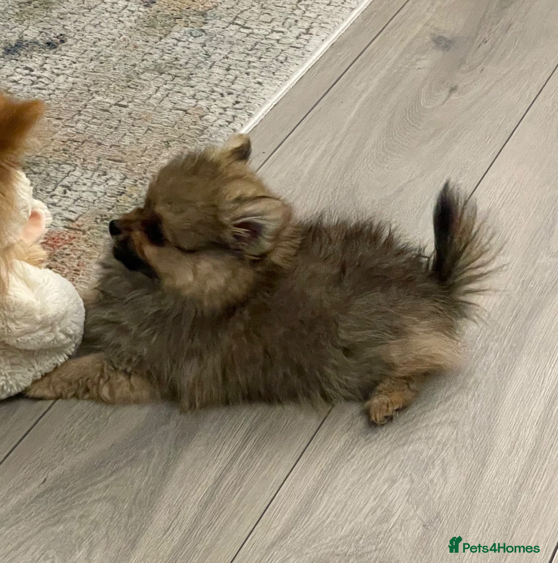 Pomeranian dogs Tiny Teddy Pom looking for his forever home - Advert 2
