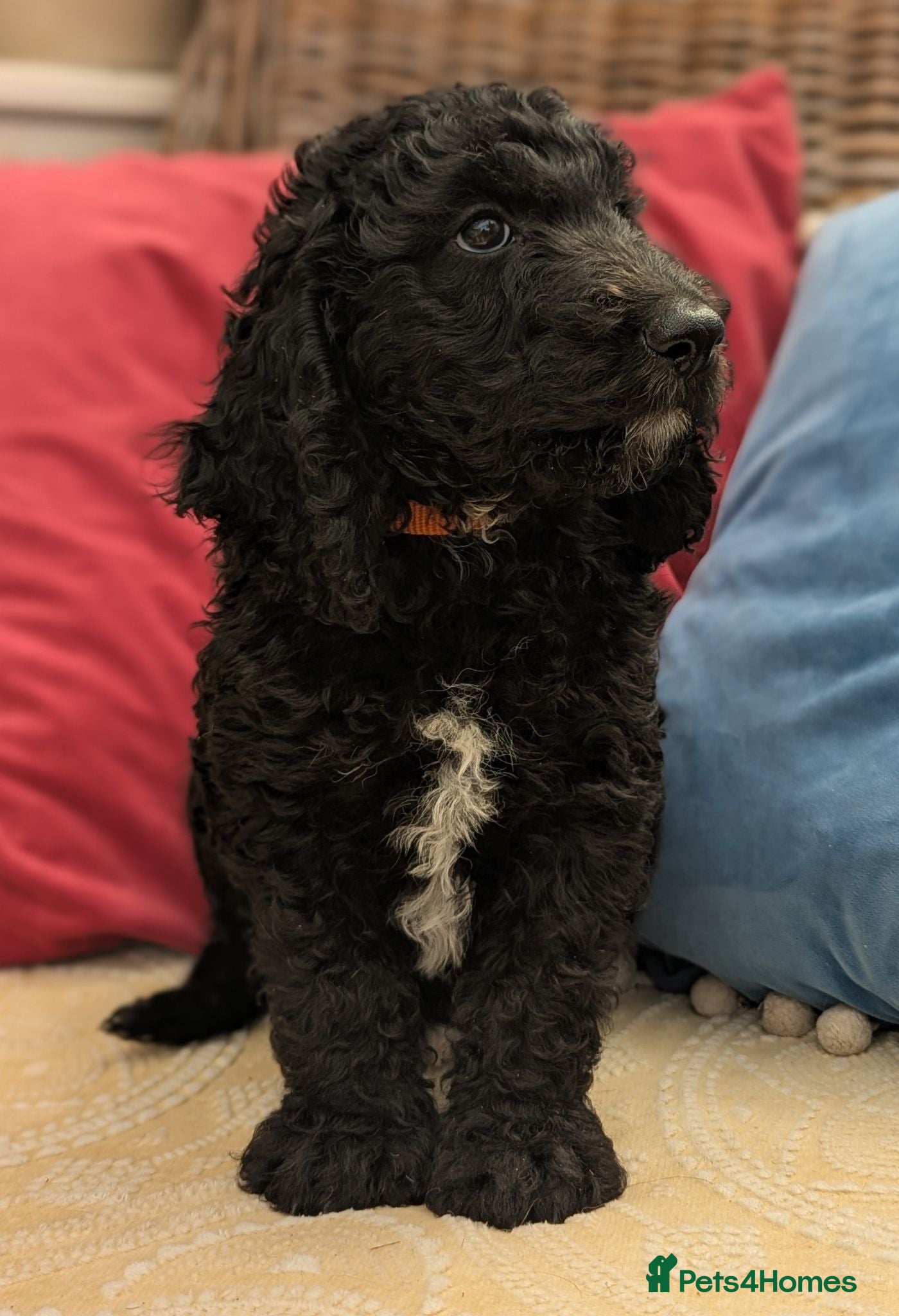 Cockapoo dogs F1 Standard Cocker Poodle Puppies  - Advert 2