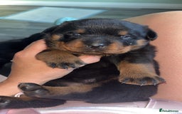 Rottweiler dogs for sale: Rottweiler pup - Image 1