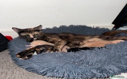 Mixed Breed cats for sale: 4 Gorgeous Kittens Ready for Their Forever Homes! - Image 12