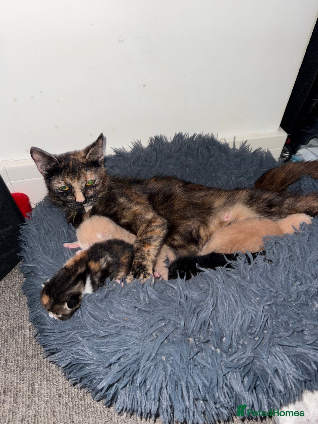 Mixed Breed cats for sale: 4 Gorgeous Kittens Ready for Their Forever Homes! - Image 12