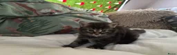Domestic Shorthair cats for sale: beautiful babies looking for their forever home 🐱 - Advert 10