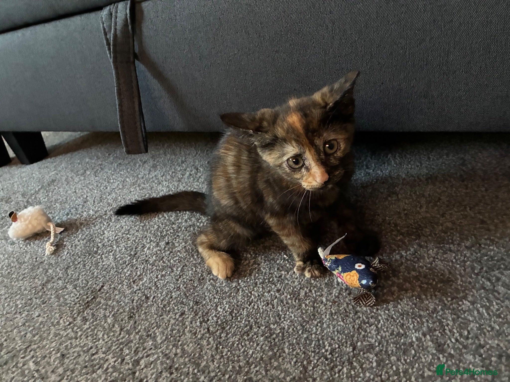 Mixed Breed cats Adorable Tortoiseshell Kitten 🐾 - Advert 1