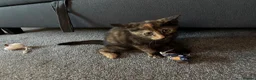 Mixed Breed cats for sale: Adorable Tortoiseshell Kitten 🐾 - Advert 1