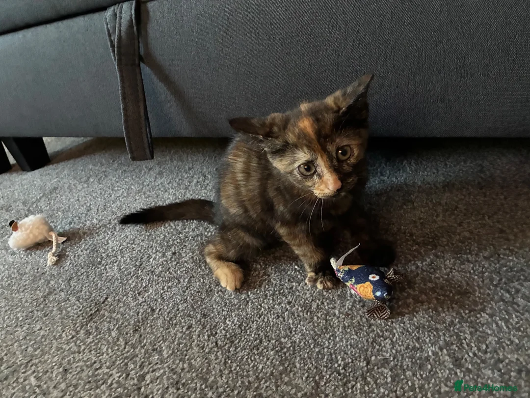 Mixed Breed cats for sale: Adorable Tortoiseshell Kitten 🐾 - Advert 1