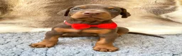Dobermann dogs for sale: KC REG HEALTH TESTED EUROPEAN DOBERMAN PUPPIES - Advert 9