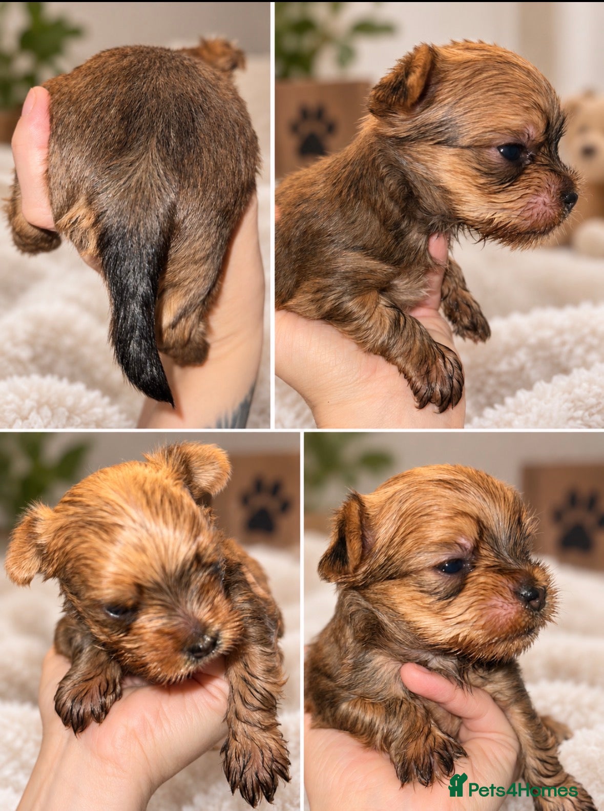 Yorkshire Terrier dogs RARE Ocean Pearl   **  Yorkshire Terries  - Advert 12