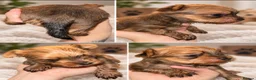 Yorkshire Terrier dogs for sale: RARE GoldDust  **  Yorkshire Terries  in Swindon - Advert 2