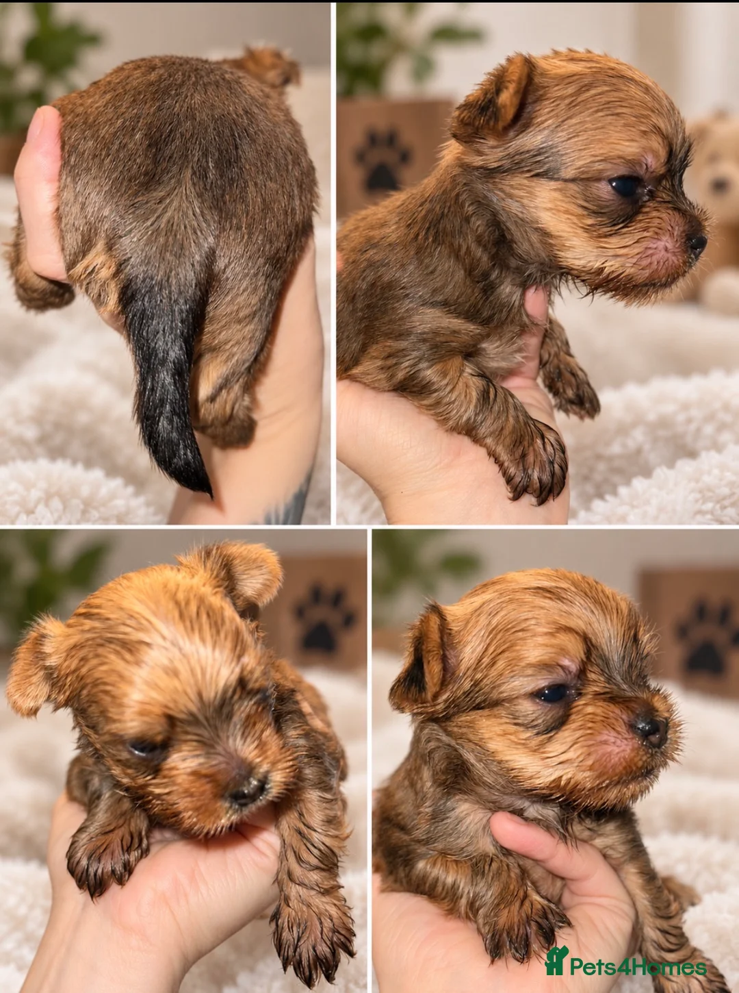 Yorkshire Terrier dogs for sale: RARE GoldDust  **  Yorkshire Terries  in Swindon - Advert 2