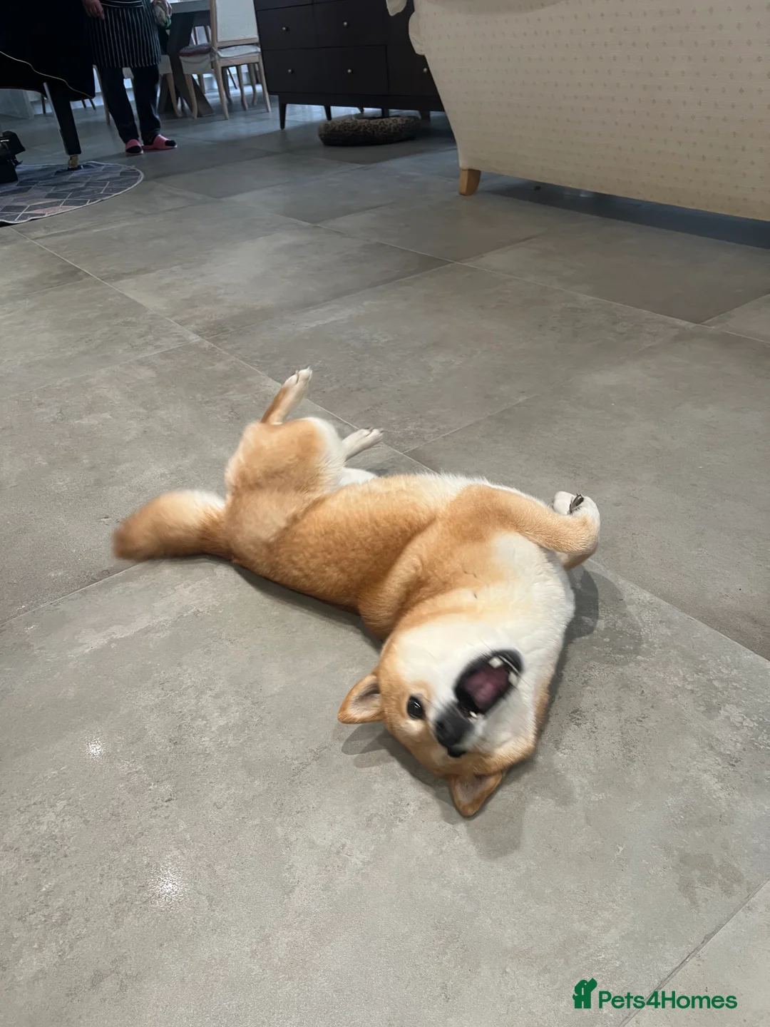 Japanese Shiba Inu dogs for sale: My 2-Year-Old Shiba Inu Evee – Loving Home Wanted in Northwood - Advert 2