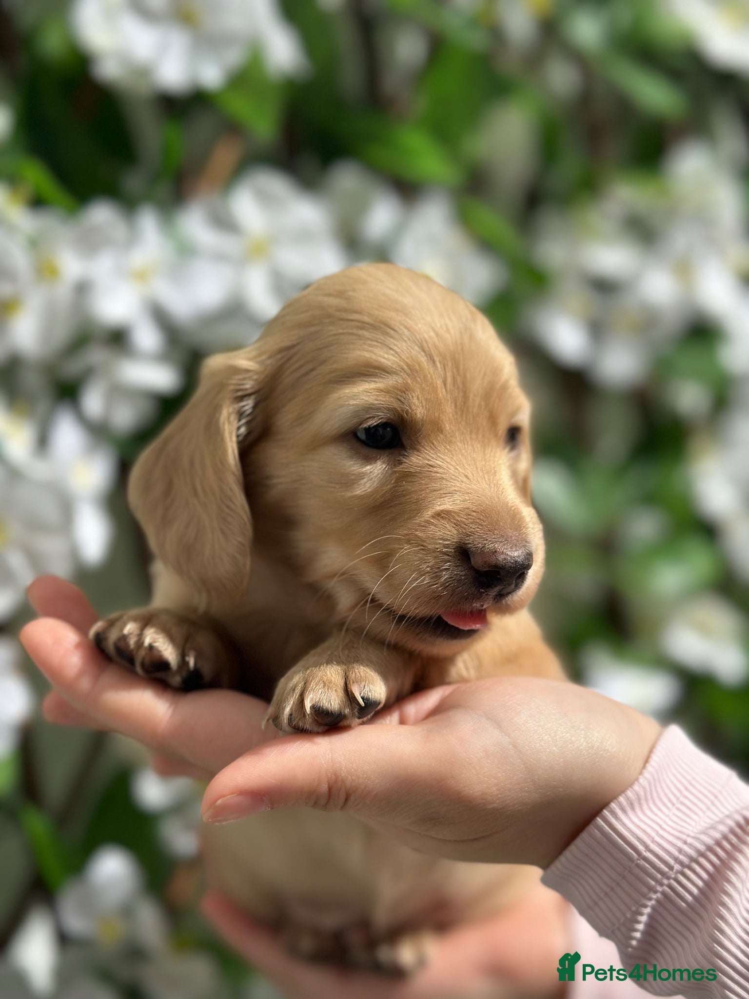 Miniature Dachshund dogs 𝕃𝕠𝕟𝕘 𝕙𝕒𝕚𝕣𝕖𝕕 𝕞𝕚𝕟𝕚 𝕕𝕒𝕔𝕙𝕤𝕙𝕦𝕟𝕕 - Advert 2