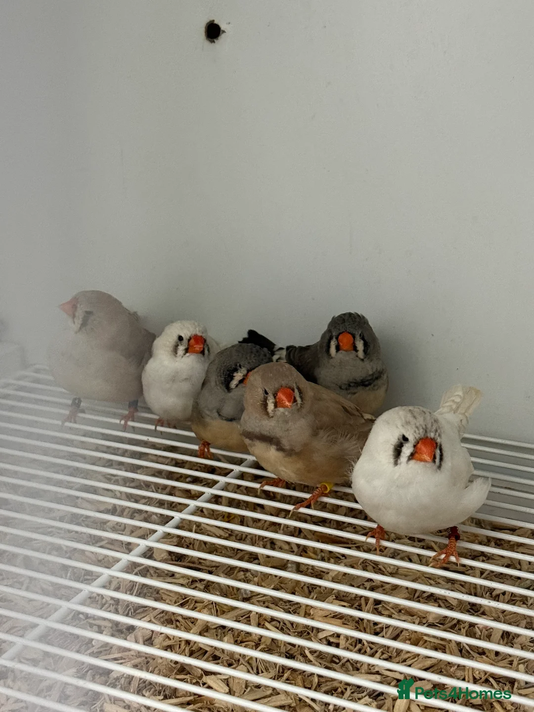 Finches birds for sale: Exhibition Zebs 6 pair  - Advert 4