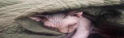Sphynx cats for sale: Adorable sphynx adult cats  - Advert 4