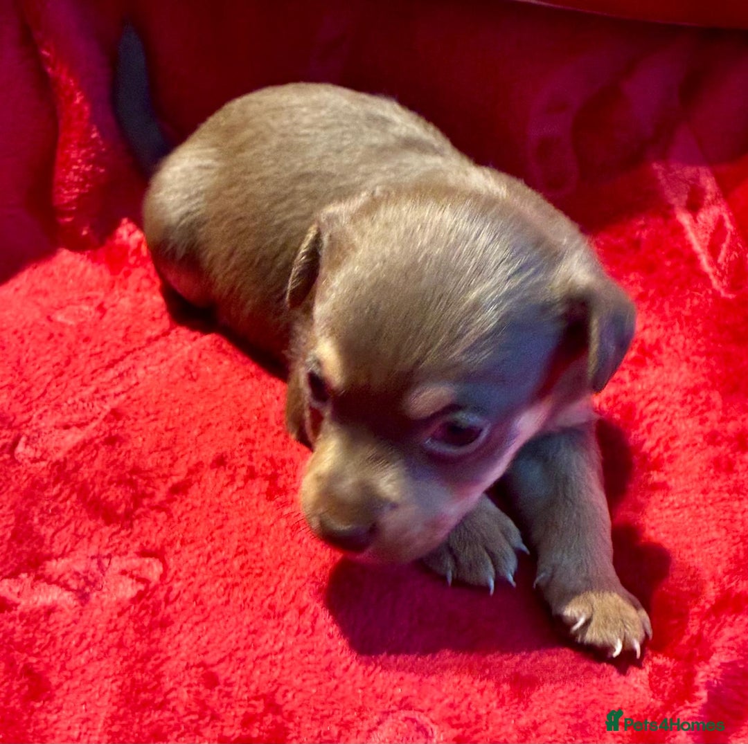 Jack Russell dogs for sale: Miniature Jack Russel Pups for sale - Advert 15